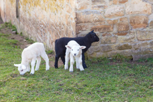 Young lambs