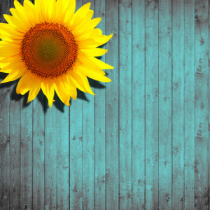 sunflower leaning on turquoise wooden background