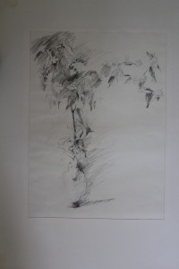 Bleistiftzeichnung, "Stillleben Blume", Ende 70-er Jahre, 38,5 x 53
