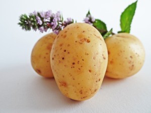 3 Kartoffeln, lila Blüte