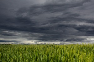 grüne Ähren