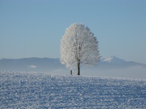 Baum, Winter