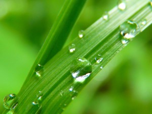 Gras, Wassertropfen