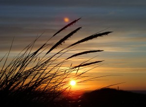 Gräser, Sonnenuntergang